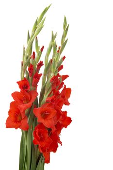 red gladiolus flowers on white background