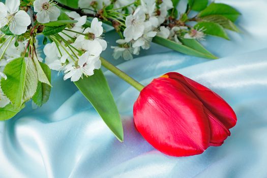 One big beautiful tulip of bright red color with green leaves against blue silk