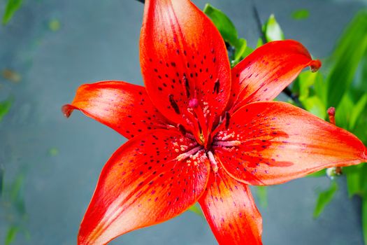Large bright red flower of a lily on a gray-blue background close up.