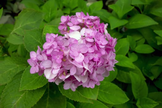 Pink Flowers on Background of Green Leaves. Geranium.