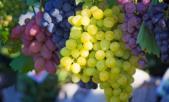 Brushes of grapes of yellow, pink, blue color on a shop show-window.