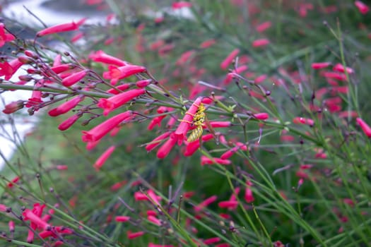 Grass, Flowers, Bee and Green background in Chiang Rai.