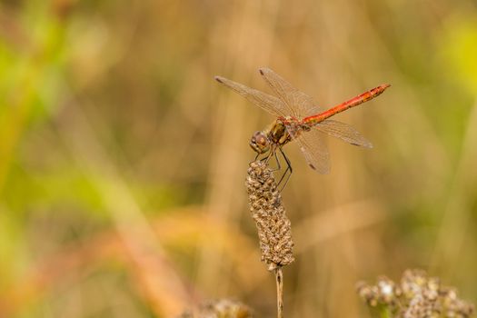 Side view of red dragonfly resting on a perch