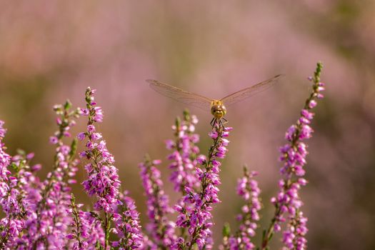 Closeup of a dragonfly resting in a field of heather