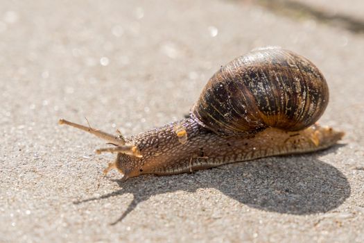 Close up of a snail on a stone path