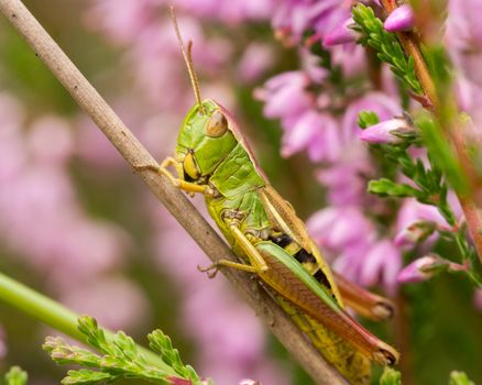 Grasshopper resting in a field of heather