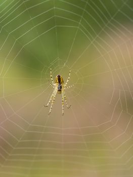 Close up of small spider in web