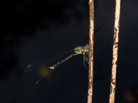 Closeup of green damselfly resting in the evening
