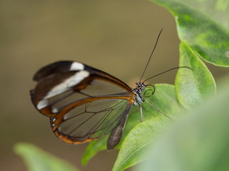 Transparent brown butterfly resting on leaf