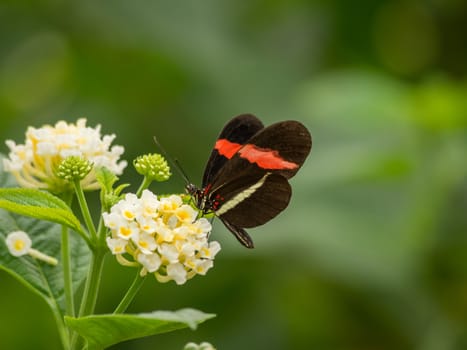 Red and black butterfly resting on flower