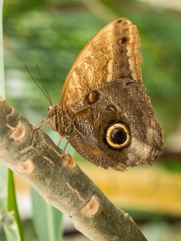 Large brown butterfly resting on a branch