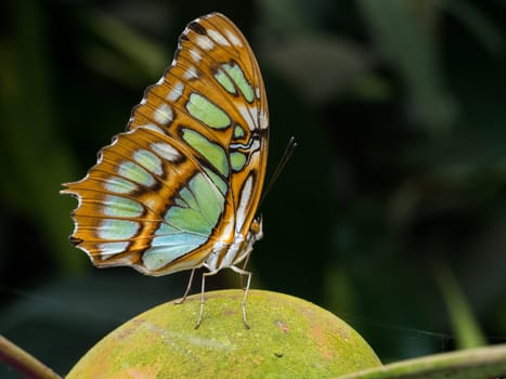 Large green and brown butterfly resting on a stone