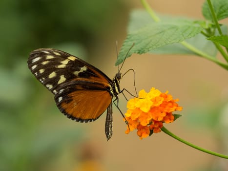 Side view of orange and yellow spotted butterfly on a flower