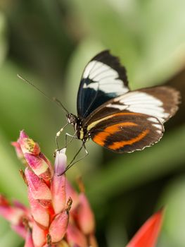 Black butterfly with white and red stripes resting on a pink orchid