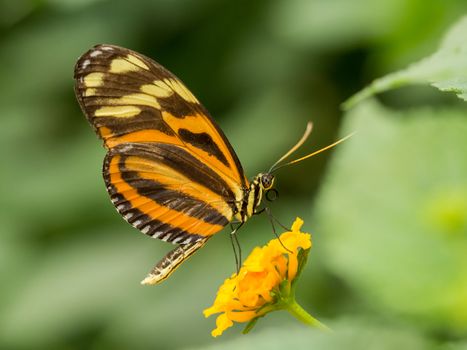 Orange and yellow striped butterfly resting on yellow flower