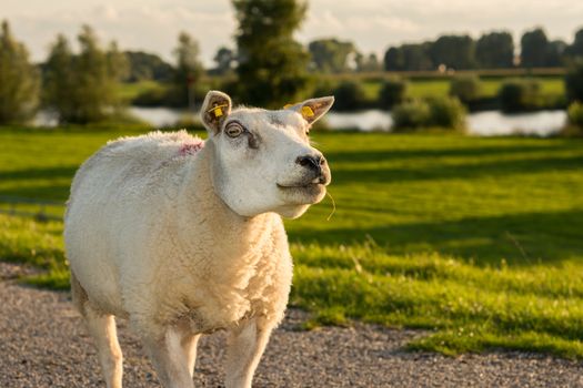 Portrait of sheep staring straight at camera
