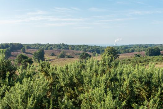 Looking out over gorse bushes onto dutch heathland