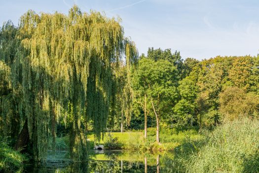 Big willow overhanging a pond in a park in Holland