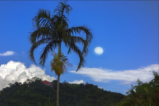 Temple on Hill, Palm Tree, Moon.  Chiang Rai Thailand