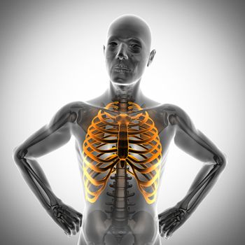 human bones radiography scan. x-ray  image