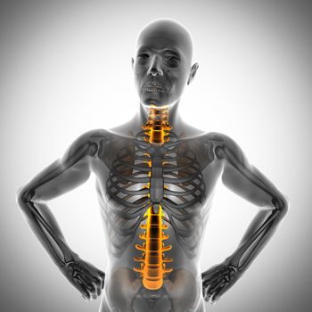 human bones radiography scan. x-ray  image