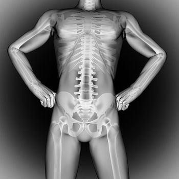 human bones radiography scan. x-ray  image