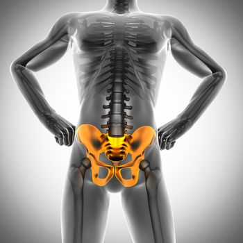 human bones radiography scan. x-ray  image