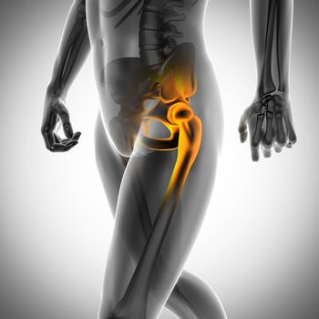 human bones radiography scan. x-ray  image