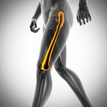 human bones radiography scan. x-ray  image