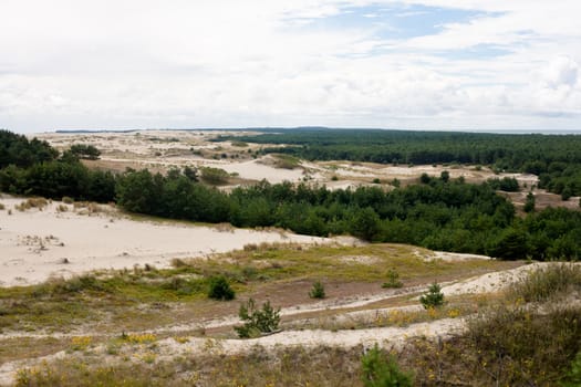 Sand dunes and bushes on Curonian Spit
