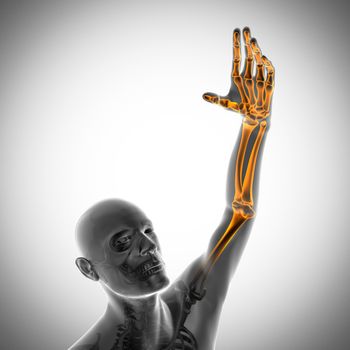 human bones radiography scan. x-ray  image