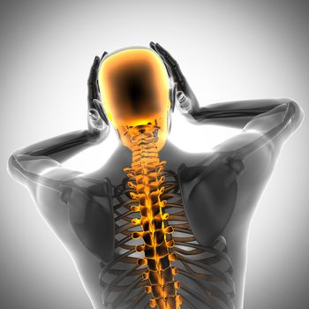 human bones radiography scan. x-ray  image