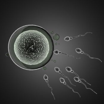 sperm and egg cell. microscopic image