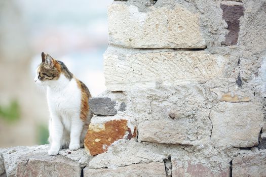 Domestic cat in the village. Turkey
