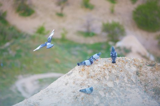 Pigeons on the rock. Top view