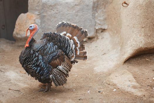 Turkey cock in Turkish village. Horizontal photo
