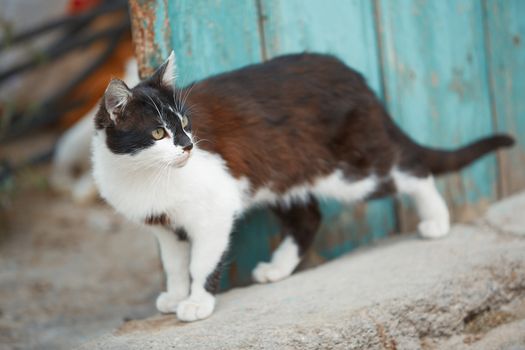 Domestic cat in the village. Turkey