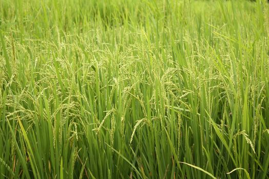 A background of sorghum crop with yeild