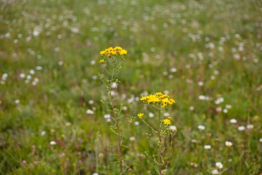 Yellow wildflower and green grass 
