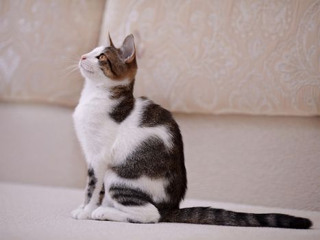 Kitten on a sofa. Not purebred kitten. Small predator. Small cat.