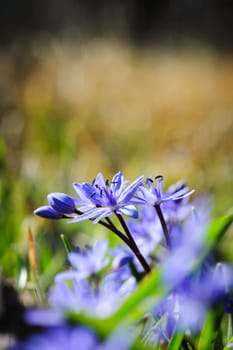 spring flower squill or scilla, copyspace at upper part