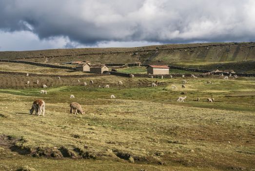 Sheep grazing on Ausangate Mountain in Peru
