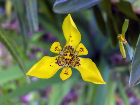 Neomarica longifolia, Apostle Plant, Yellow Walking Iris