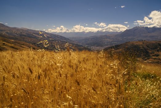 Picturesque view of a sunlit field in Peruvian Cordillera Negra        