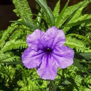 Ruellia Tuberosa, also known as Minnie Root, Fever Root, Snapdragon Root and Sheep Potato