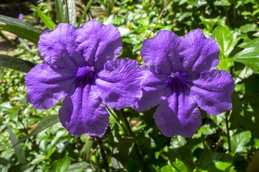 Two Ruellia Tuberosa Flowers. Also known as Minnie Root, Fever Root, Snapdragon Root and Sheep Potato