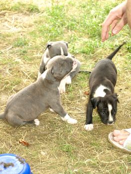 Very cute sisters and brother puppies stafford      