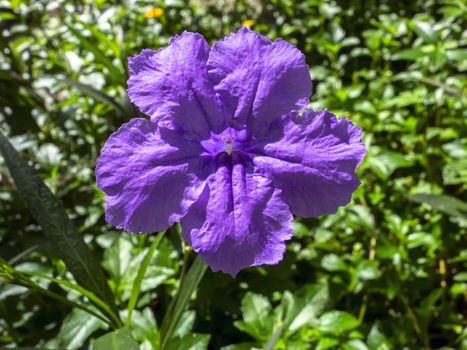 Ruellia Tuberosa. Also known as Minnie Root, Fever Root, Snapdragon Root and Sheep Potato