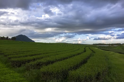 Tea Plantations near Chiang Rai City, North Thailand