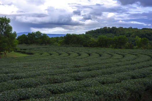 Tea Plantation near Chiang Rai City, North Thailand